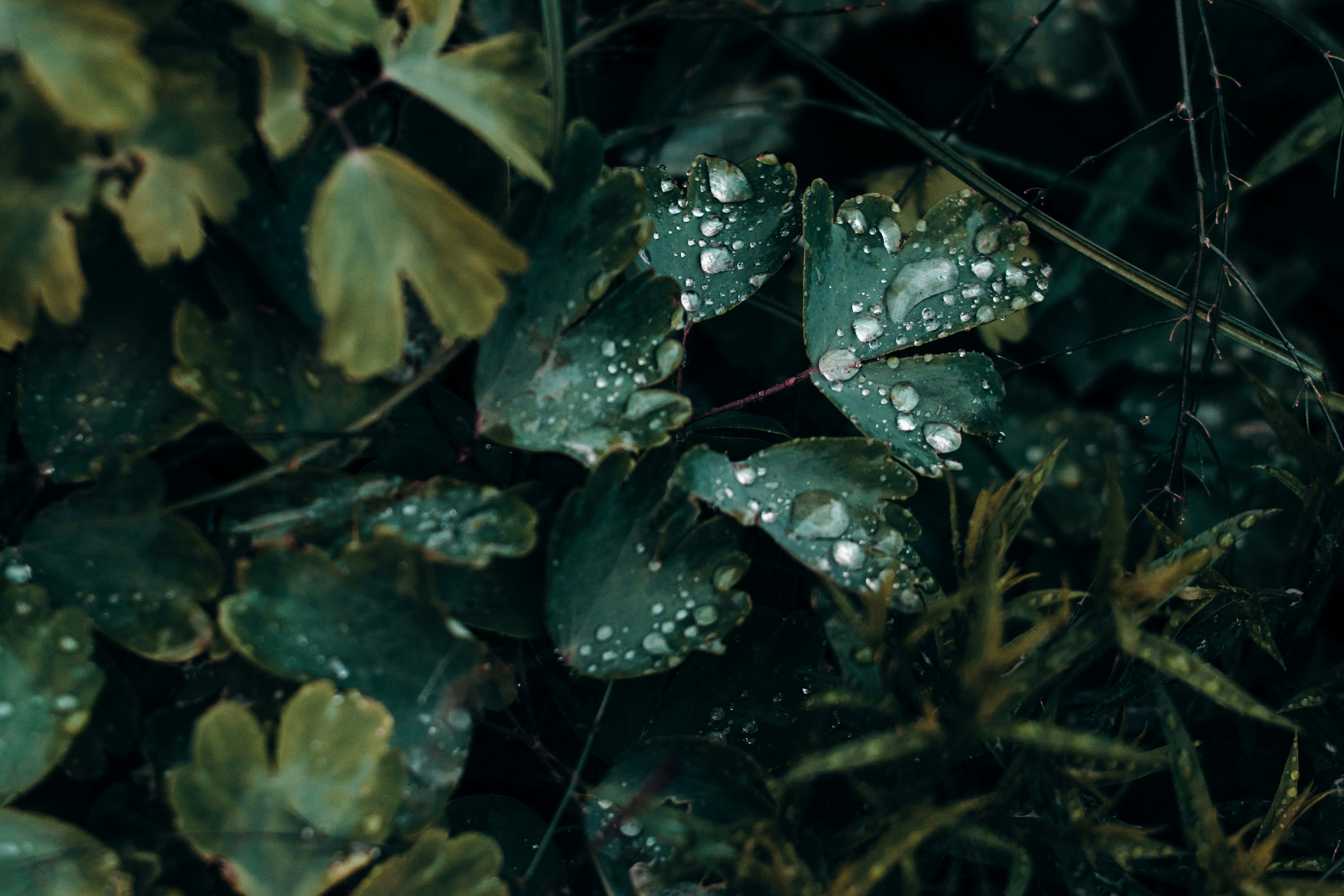 selective focus photography of green leaves